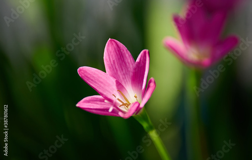 Close-up view of the pink rain lily in bloom