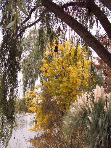 Fototapeta Naklejka Na Ścianę i Meble -  drzewo liście pomarańczowe jesień natura
