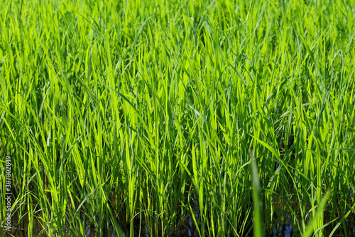 Baby Green rice field in countryside at thailand