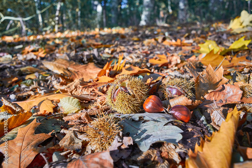 Bild auf Leinwand Fallen chestnut burrs in autumn