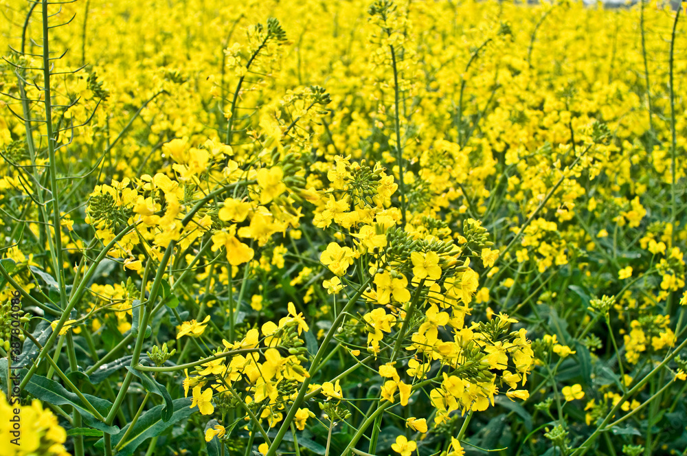 Fototapeta premium Raps