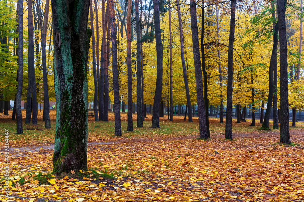 Park Konstytucji 3 Maja w Białymstoku, Jesień w parku Zwierzynieckim, Białystok, Podlasie Park Konstytucji 3 Maja w Białymstoku, Jesień w parku Zwierzynieckim, Białystok, Podlasie