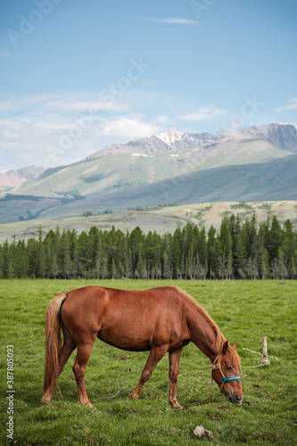 A horse tied with a rope grazes in the meadow against the backdrop of the forest and mountains. Calming landscape, wild nature. Livestock grazing, rural life, province.