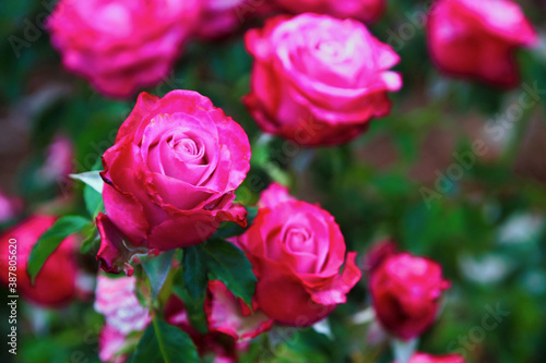 beautiful pink rose - Crete Greece