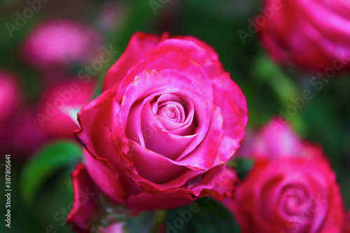 beautiful pink rose - Crete Greece