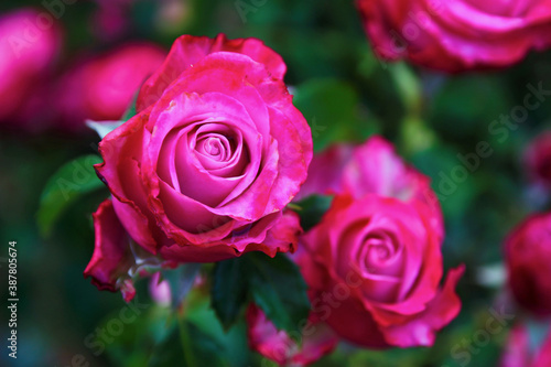 beautiful pink rose - Crete Greece