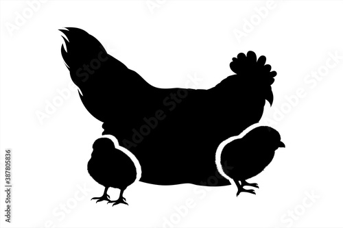 Vector silhouette of hen with chickens on white background. Symbol of farm animal and poultry.