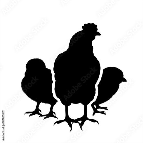 Vector silhouette of hen with chickens on white background. Symbol of farm animal and poultry.