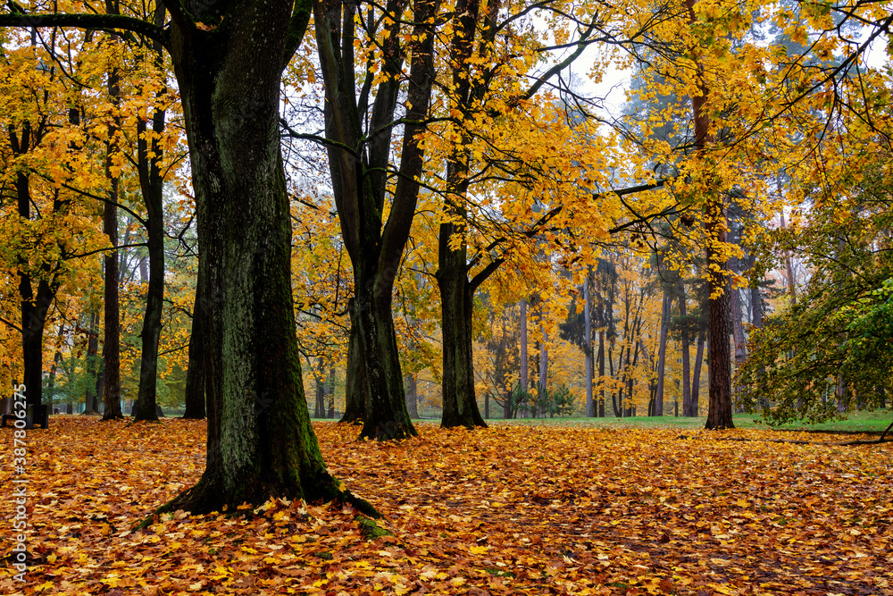 Park Konstytucji 3 Maja w Białymstoku, Jesień w parku Zwierzynieckim, Białystok, Podlasie Park Konstytucji 3 Maja w Białymstoku, Jesień w parku Zwierzynieckim, Białystok, Podlasie