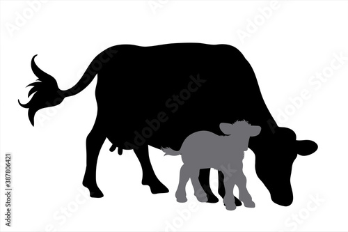 Vector silhouette of cow and calf on white background. Symbol of farm animal.