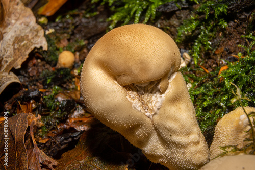 A closeup picture of a fungus in a forest. Green moss in the background. Picture from Bokskogen, Malmo, southern Sweden photo