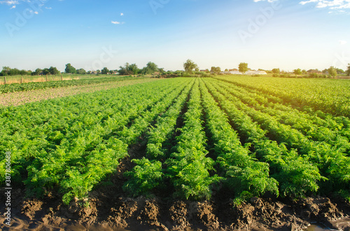 Photography Watering plantation landscape of green carrot bushes