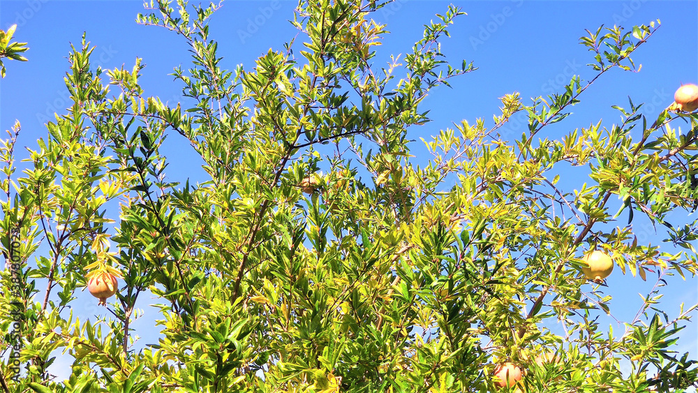 fruits of ripe pomegranates on the branches against the blue sky