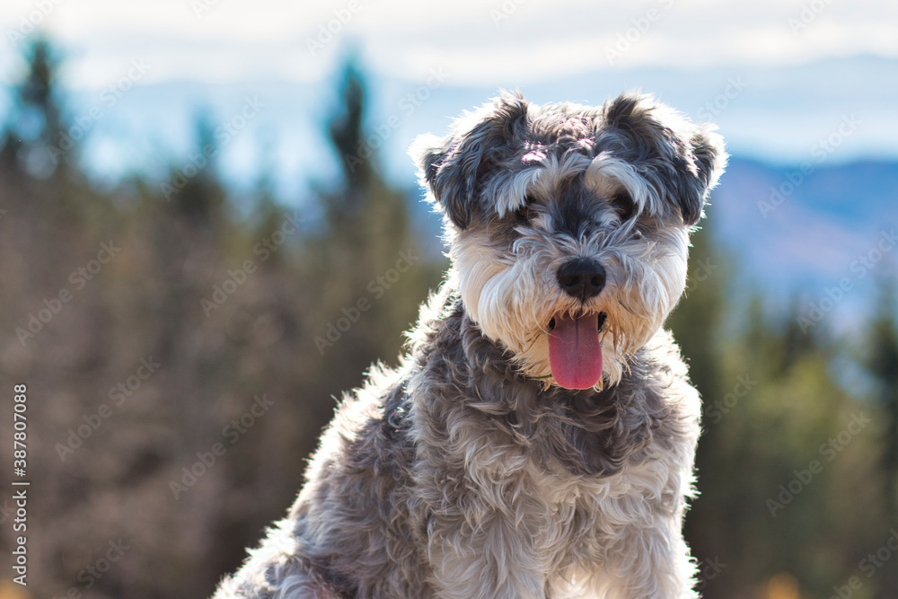 Portrait of a Mni Schnauzer with blurry trees in the Background and light comming from the back backlight looking at camera