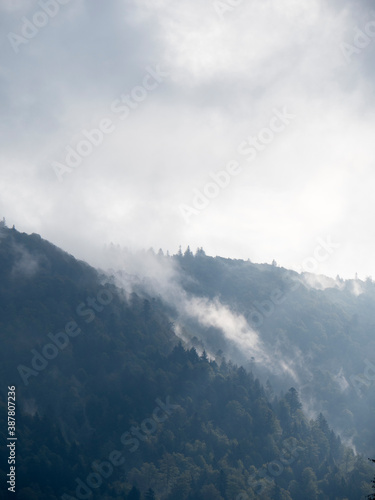 Montage et forêt de sapin dans la brume