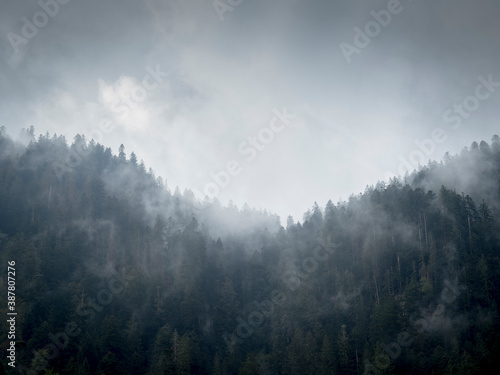 Montage et forêt de sapin dans la brume