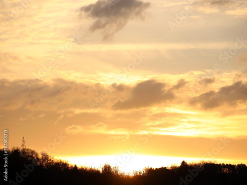 Dark silhouette of trees and cousins against the background of an orange sunset. Evening nature folds to a romantic mood. Warm colors. The region of the temperate climate of the European continent