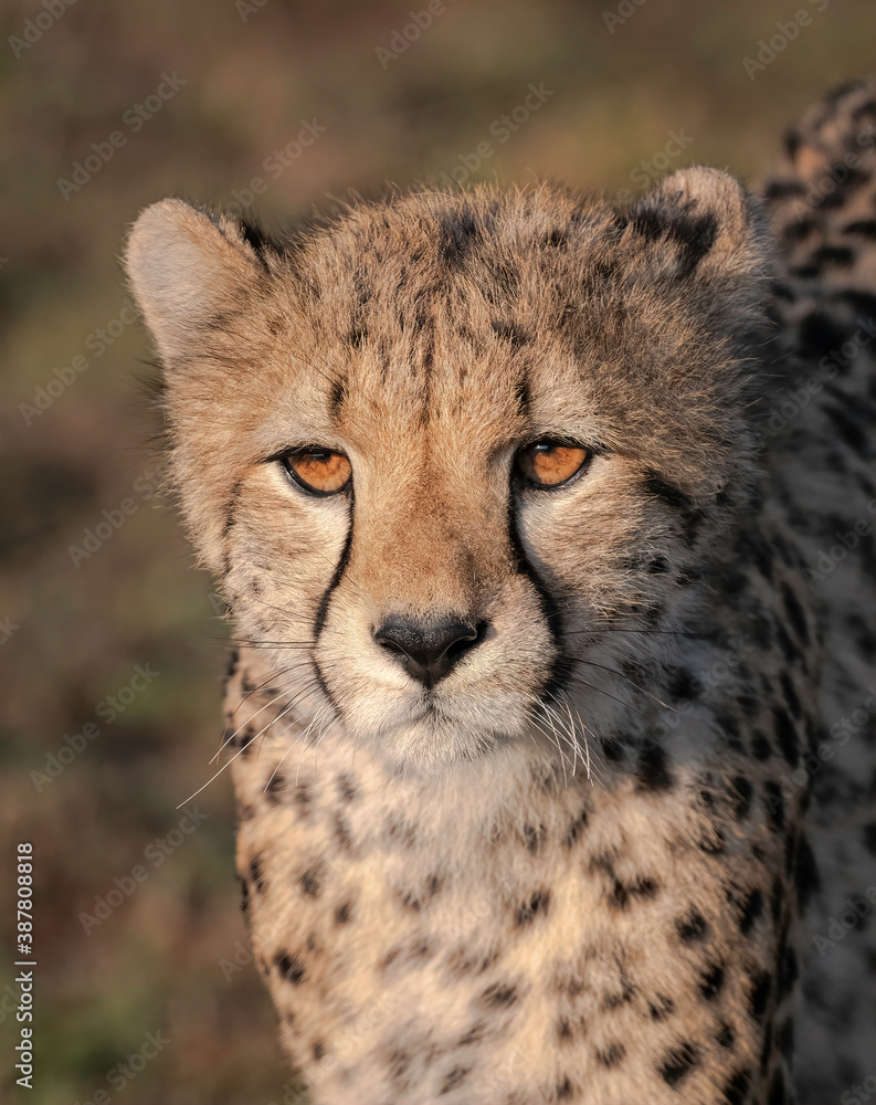Close up of a cheetah scanning the savanna for food. Image taken in the Masai Mara, Kenya. Close up of a cheetah scanning the savanna for food. Image taken in the Masai Mara, Kenya.