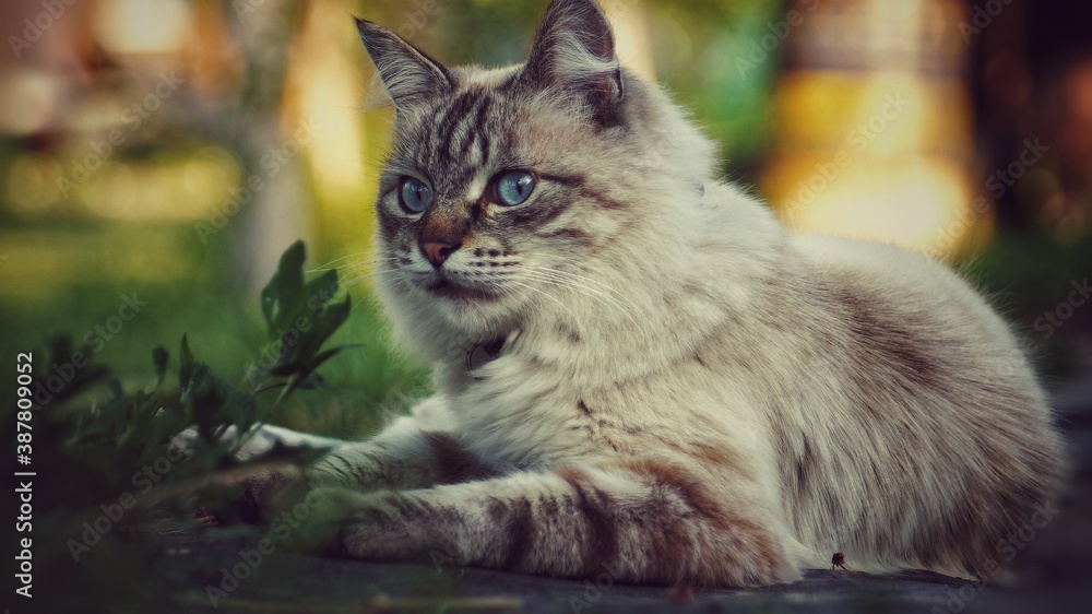 Obraz premium cat in the grass