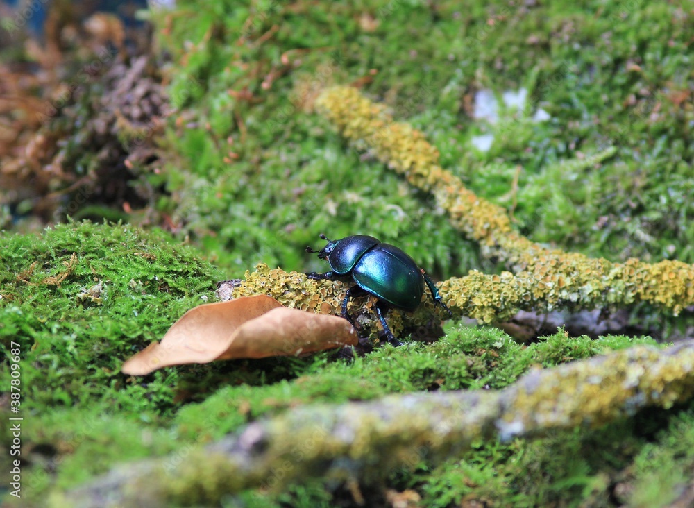 Green dung beetle Geotrupes stercorarius in the forest