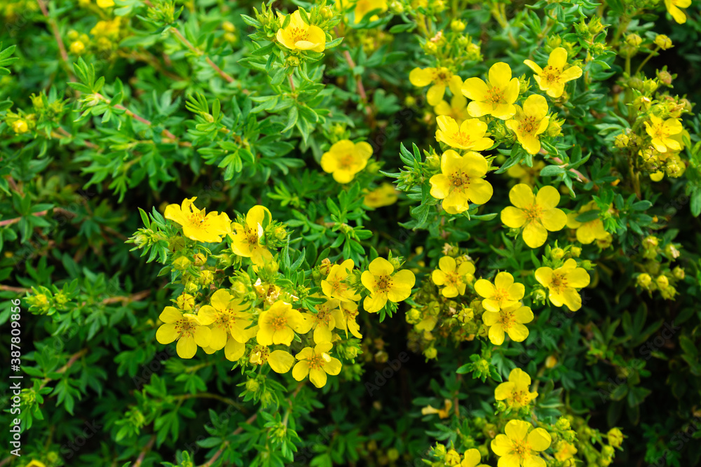 Green background with small yellow flowers. Blooming garden in summer Green background with small yellow flowers. Blooming garden in summer