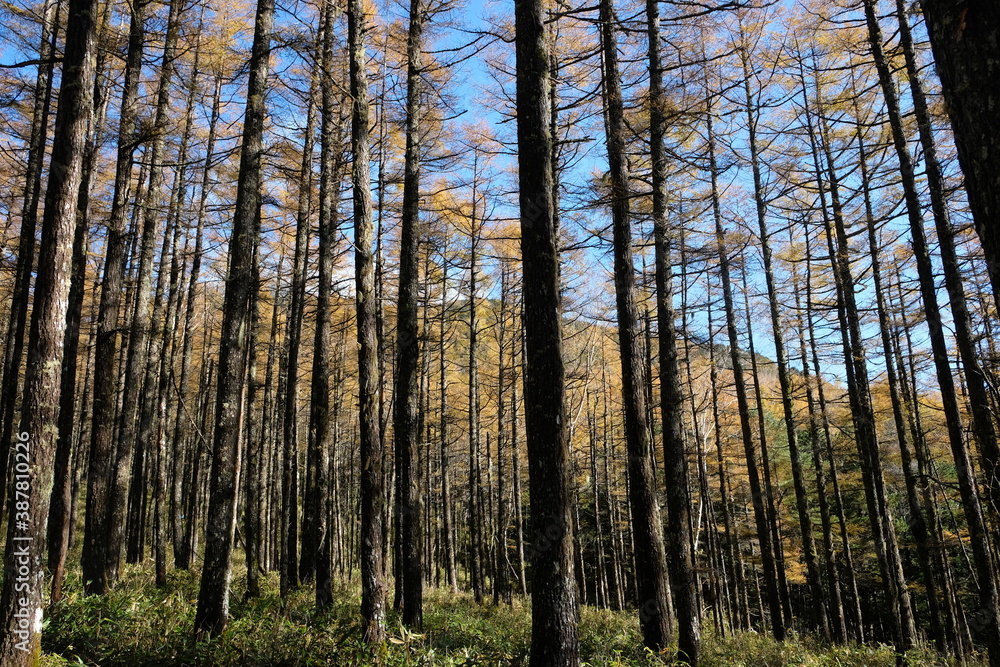 Fototapeta premium そびえ立つ樹木たち