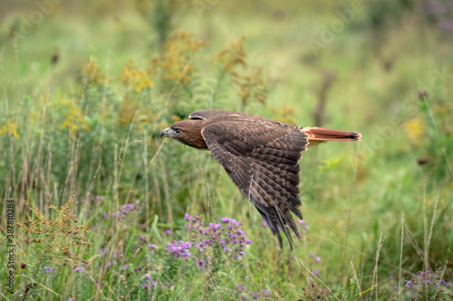 Red-tailed hawk flying low over a field of wild flowers hunting for food