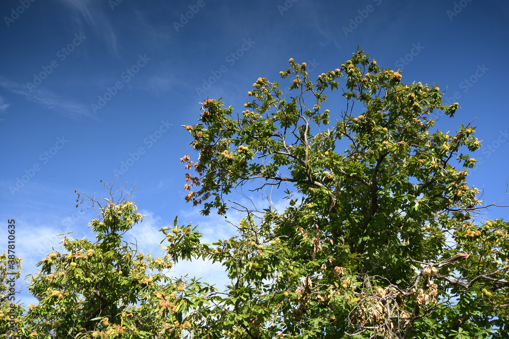 beautiful chestnut trees and blue sky in a forest on Tuscany mountains. Autumnal season. beautiful chestnut trees and blue sky in a forest on Tuscany mountains. Autumnal season.