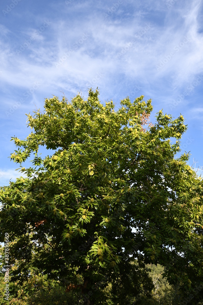 Fototapeta premium beautiful chestnut trees and blue sky in a forest on Tuscany mountains. Autumnal season.