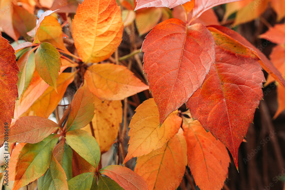 Naklejka premium Group of autumn leaves. Fall, seasonal background