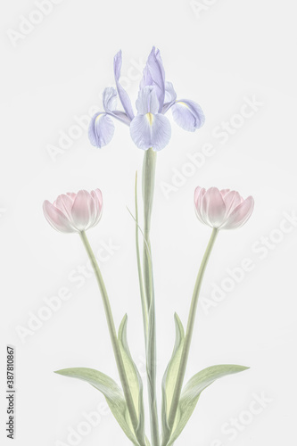 Fototapeta Naklejka Na Ścianę i Meble -  Two graceful pink tulips and a purple iris backlit on a white background