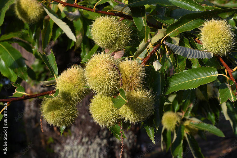 green hedgehogs on the chestnut branch.