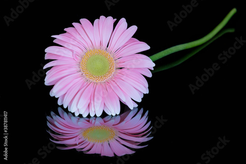 Close up of a pink and yellow dahlia reflected in black plexiglass against a black background