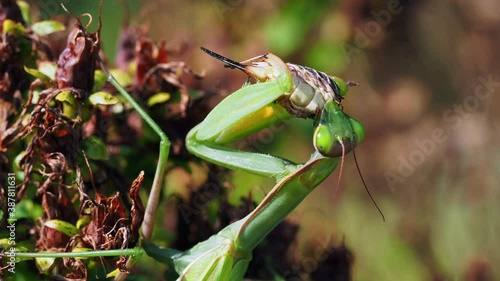 Europäische Gottesanbeterin (Mantis religiosa) frißt Strauchschrecke photo