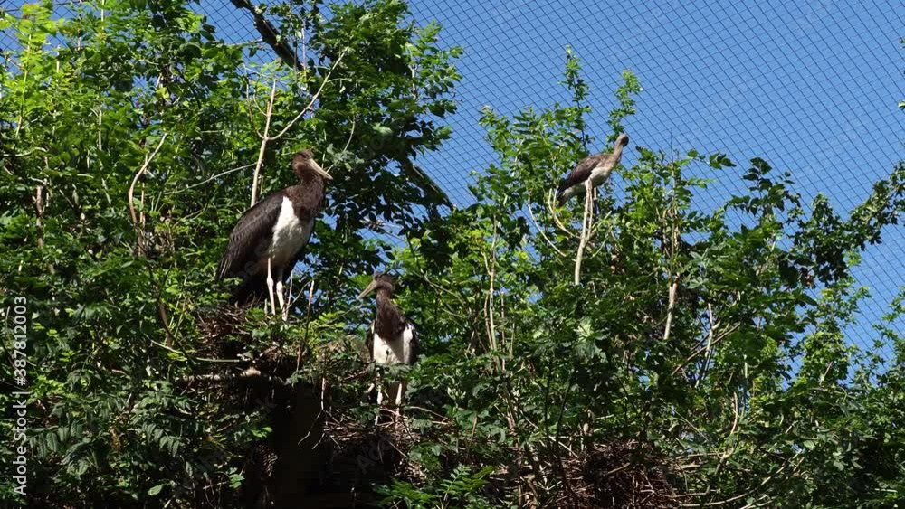 The black stork, Ciconia nigra. Large bird in the stork family Ciconiidae. The black stork, Ciconia nigra. Large bird in the stork family Ciconiidae.