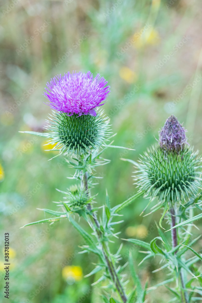 The flower of the thistle against the background of a meadow full of flowers The flower of the thistle against the background of a meadow full of flowers