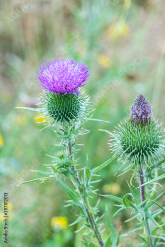 The flower of the thistle against the background of a meadow full of flowers