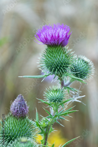 The bush of the thistle on the background of the field