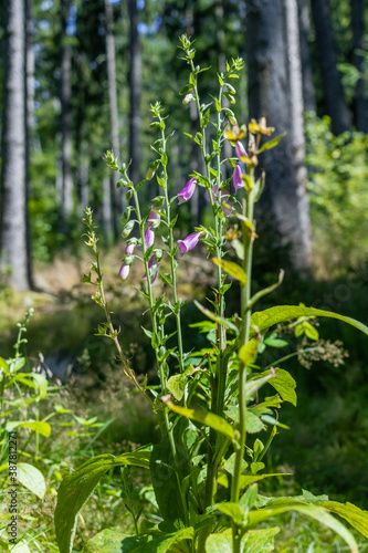 A shrub of purple foxglove growing in the mountains