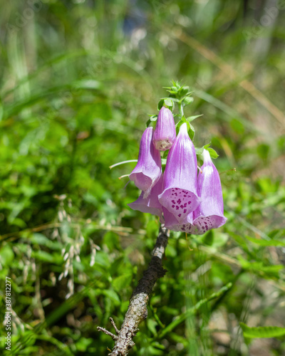 A close-up of the flowers of purple foxglove growing in the mountains photo