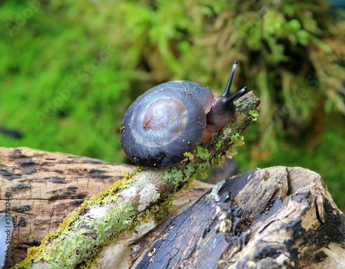 Tree snail Pleurodonte excellens on a tree branch photo