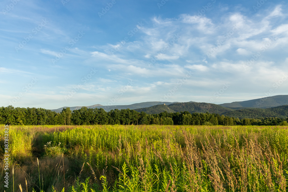 Meadow and forest with mountains in the summer background