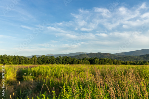 Meadow and forest with mountains in the summer background