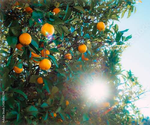 orange tree on sky