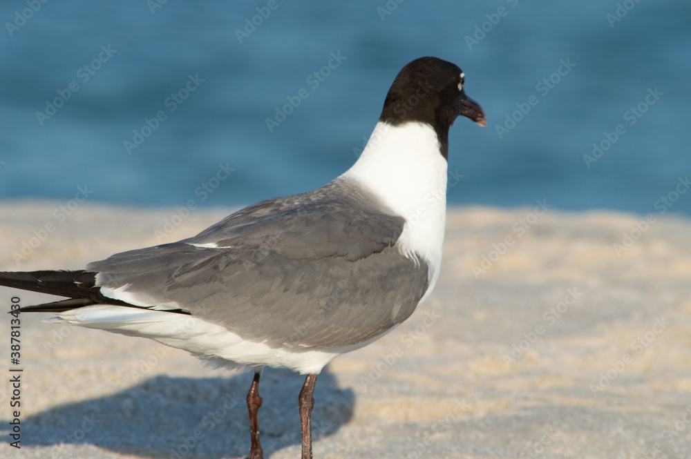 Fototapeta premium Close-up of Seagull at Seaside Heights