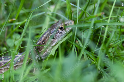 Sand lizard hiding in the grass