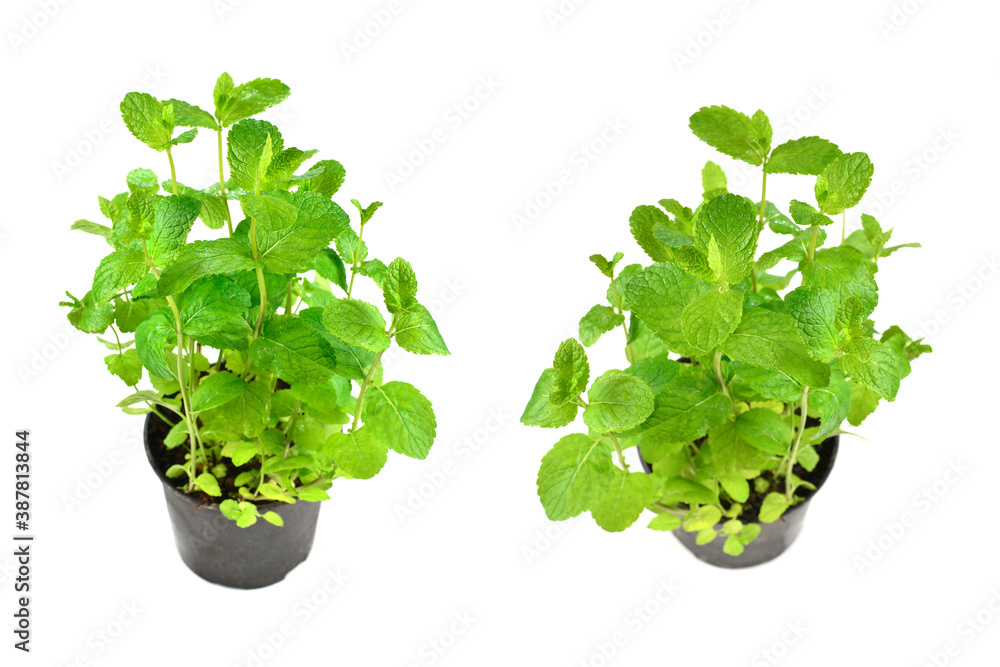 Obraz premium Fresh mint in a pot isolated on white background.