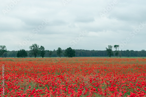 Landscape showing a field of red poppies with a forest in the distance