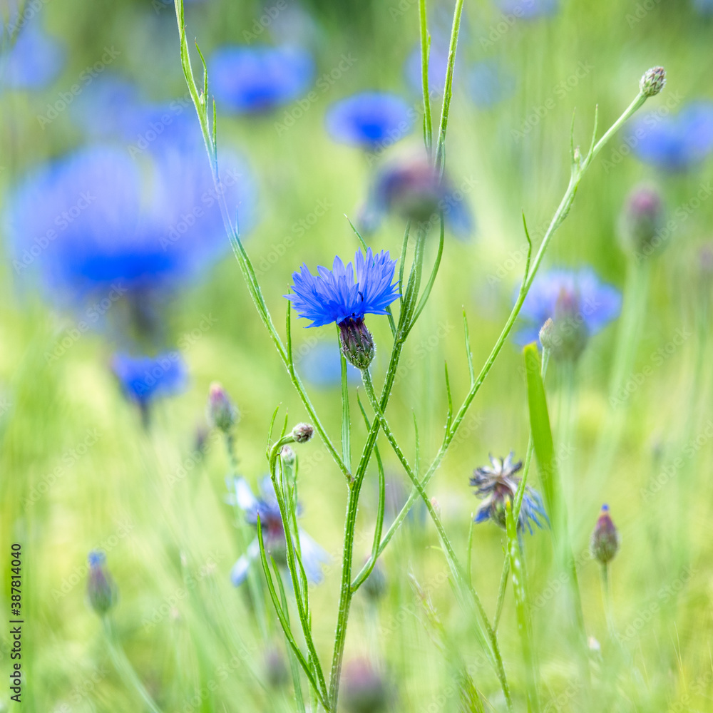 Close up of a blue field flower (cornflower) Close up of a blue field flower (cornflower)