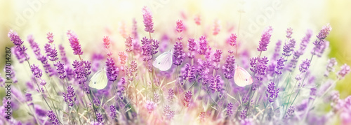 Beautiful nature in flower bed, butterfly on lavender flower